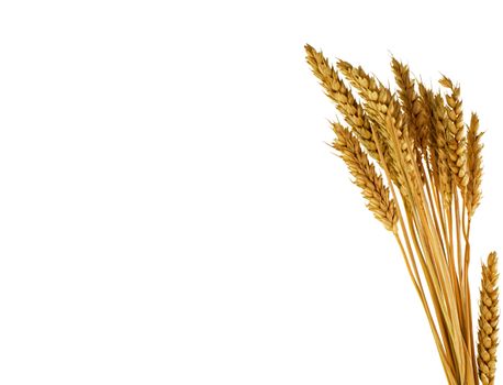 wheat plants isolated on white  background