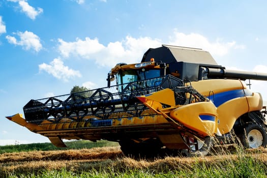 Yellov harvester on field harvesting wheat in sunny weather