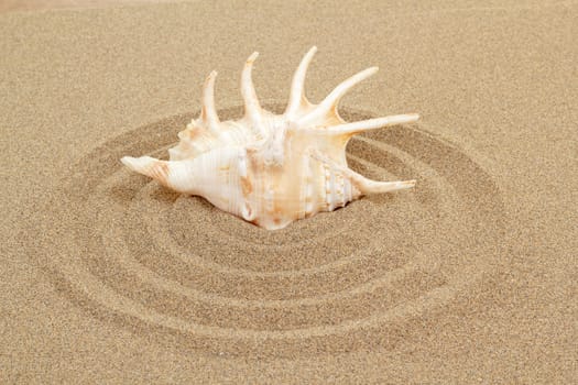 seashell with sand as background or backdrop