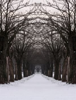 mysterious path in winter park