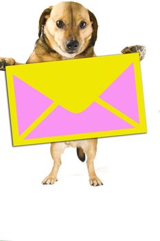 a post little dog