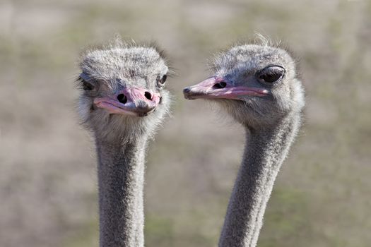 A close up shot of two ostriches (Struthio camelus) that appear to be having a conversation with each other.