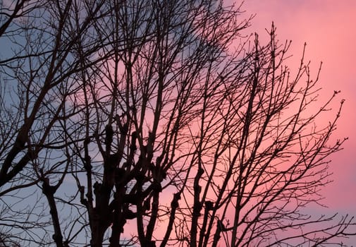 Pink sky, trees against the light