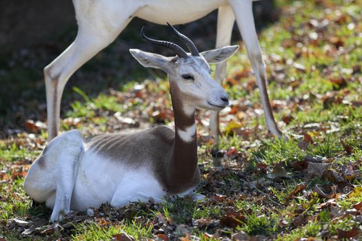 A close up shot of a Addra Gazelle (Nanger dama) also known as the dama gazelle.