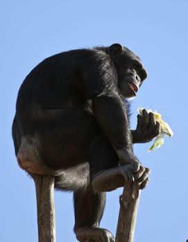 A close up shot of a chimpanzee (Pan troglodytes) eating some food.