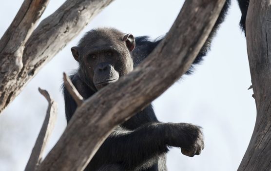 A close up shot of a chimpanzee (Pan troglodytes) in the branches of a tree.