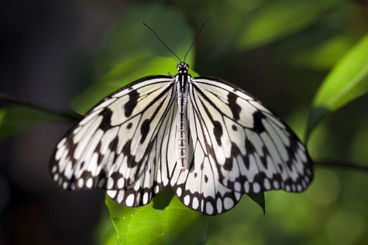 A close up shot of a paper kite butterfly (Idea leuconoe).