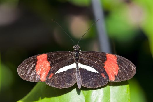 A close up shot of a Red Postman Butterfly (Heliconius erato).