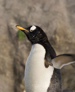 A close up shot of a Gentoo Penguin (Pygoscelis papua).