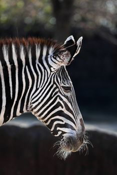A close up shot of a Grevy's Zebra (Equus grevyi) also known as the imperial zebra. This is the most endangered species of zebras.
