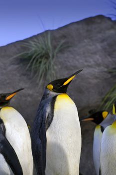 A close up shot of a group of King Penguins (Aptenodytes patagonicus)