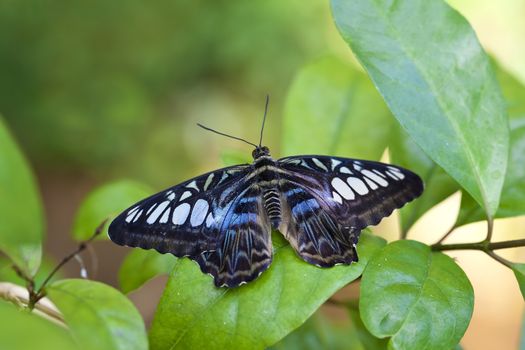 A close up shot of a clipper butterfly (Parthenos sylvia). These butterflies are found in South Asia.