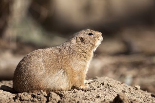 A close up shot of a Black-tailed Prairie Dog (Cynomys ludovicianus)
