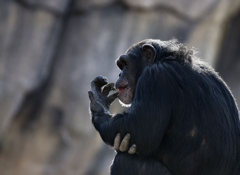A close up shot of a chimpanzee (Pan troglodytes) sitting at the top branch of a tree.