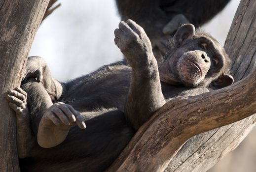 A close up shot of a chimpanzee (Pan troglodytes) resting in the branches of a tree.