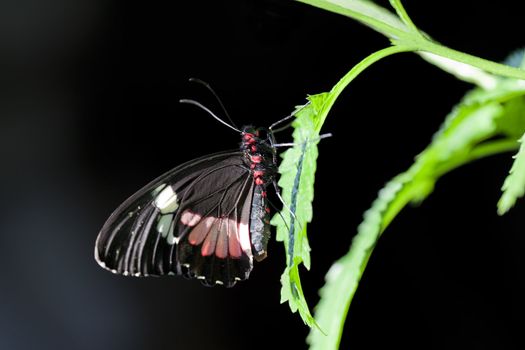 A macro shot of a Central American Cattleheart Butterfly (Parides iphidamas) on a leaf against a black background.