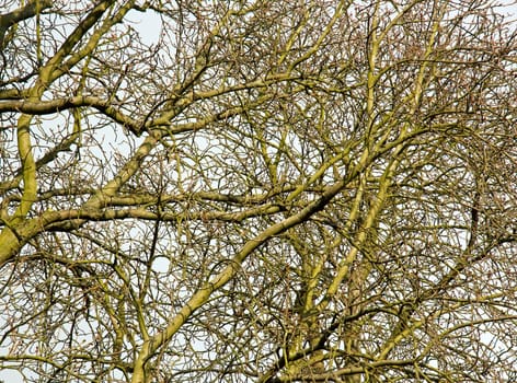 venous system of trees, complex system