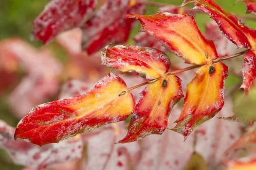 Red and yellow Autumnal leaves