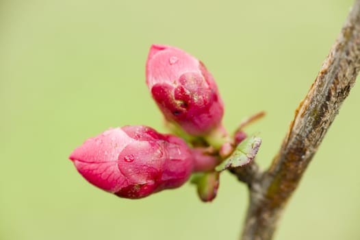 Pink buds of flowers in Spring