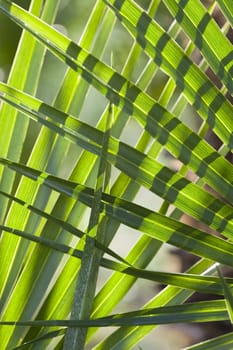 Palm leaf details in sun light