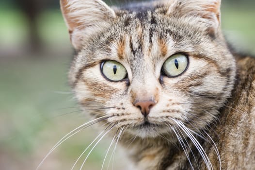 Curious cat eyes looking in camera