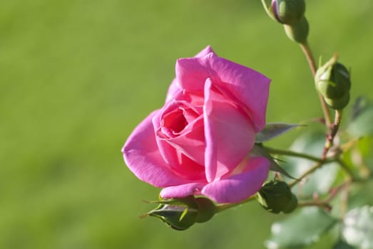 Pink rose in the spring garden, green background