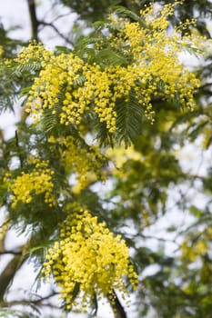 Acacia dealbata yellow flowers