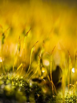Yellow moss capsules in bright sun light