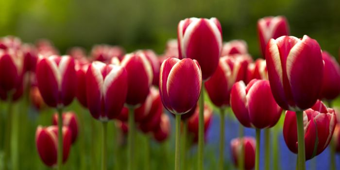 Picture of beautiful tulips on shallow deep of field