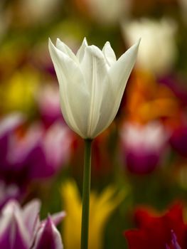 Picture of beautiful tulips on shallow deep of field