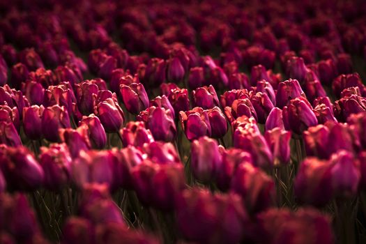 Picture of beautiful tulips on shallow deep of field