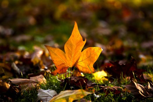 Autumn leaf