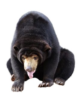 malayan sun bear isolated on white backgrounf