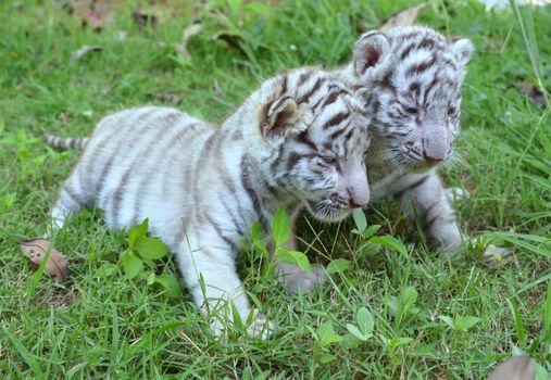 2 baby white tiger playing on grass