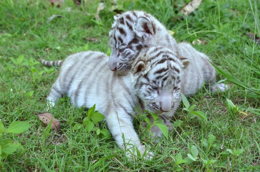2 baby white tiger playing on grass