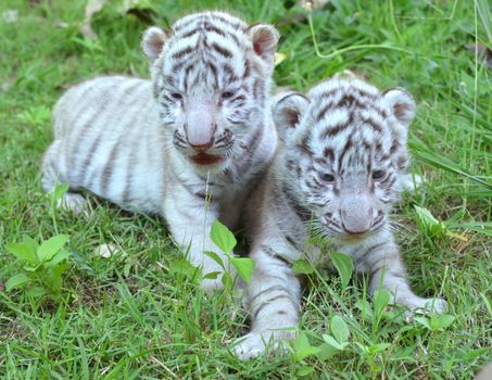 2 baby white tiger playing on grass