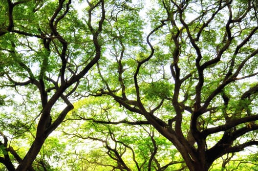 Trees branch on a bright summer day