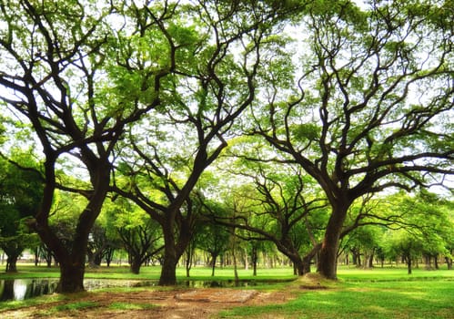 Trees and green grass on a bright summer day