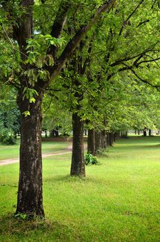 Trees and green grass on a bright summer day