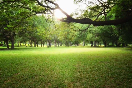 Trees and green grass on a bright summer day