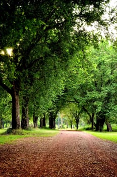  road in a garden with tree and green grass