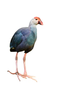 Purple Swamphen (Porphyrio porphyrio) isolated on white background