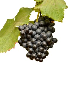 grapes on the vine ready for harvest isolated on white background