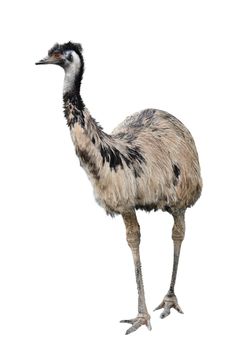 an australian emu isolated on white background