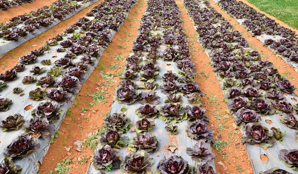 Growing salad lettuce on field