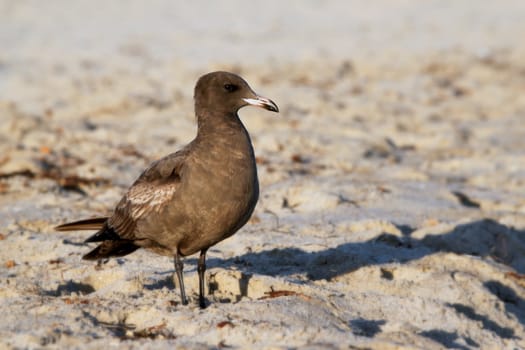 A California brown seagull on the beach with sand.