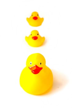 yellow rubber ducks isolated on white background