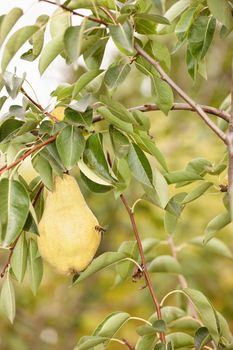 Bees flying around a pear in orchard