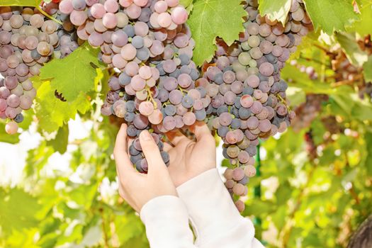 Hands picking grape in a vineyard