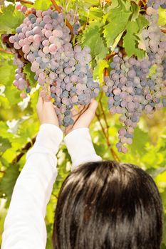 Woman picking grape in a vineyard